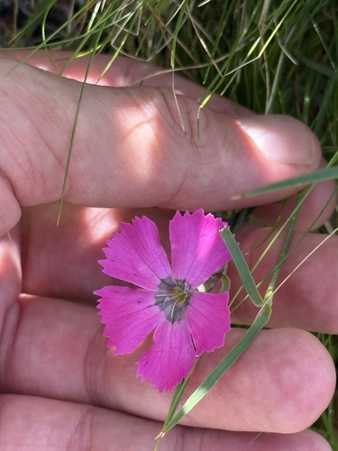 Dianthus pavonius, photograph 3