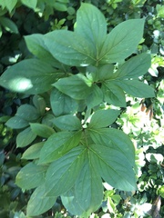Paeonia lactiflora