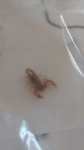 Russell's Scorpion