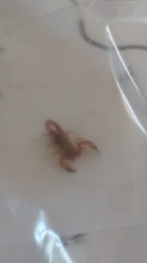 Chihuahuanus russelli