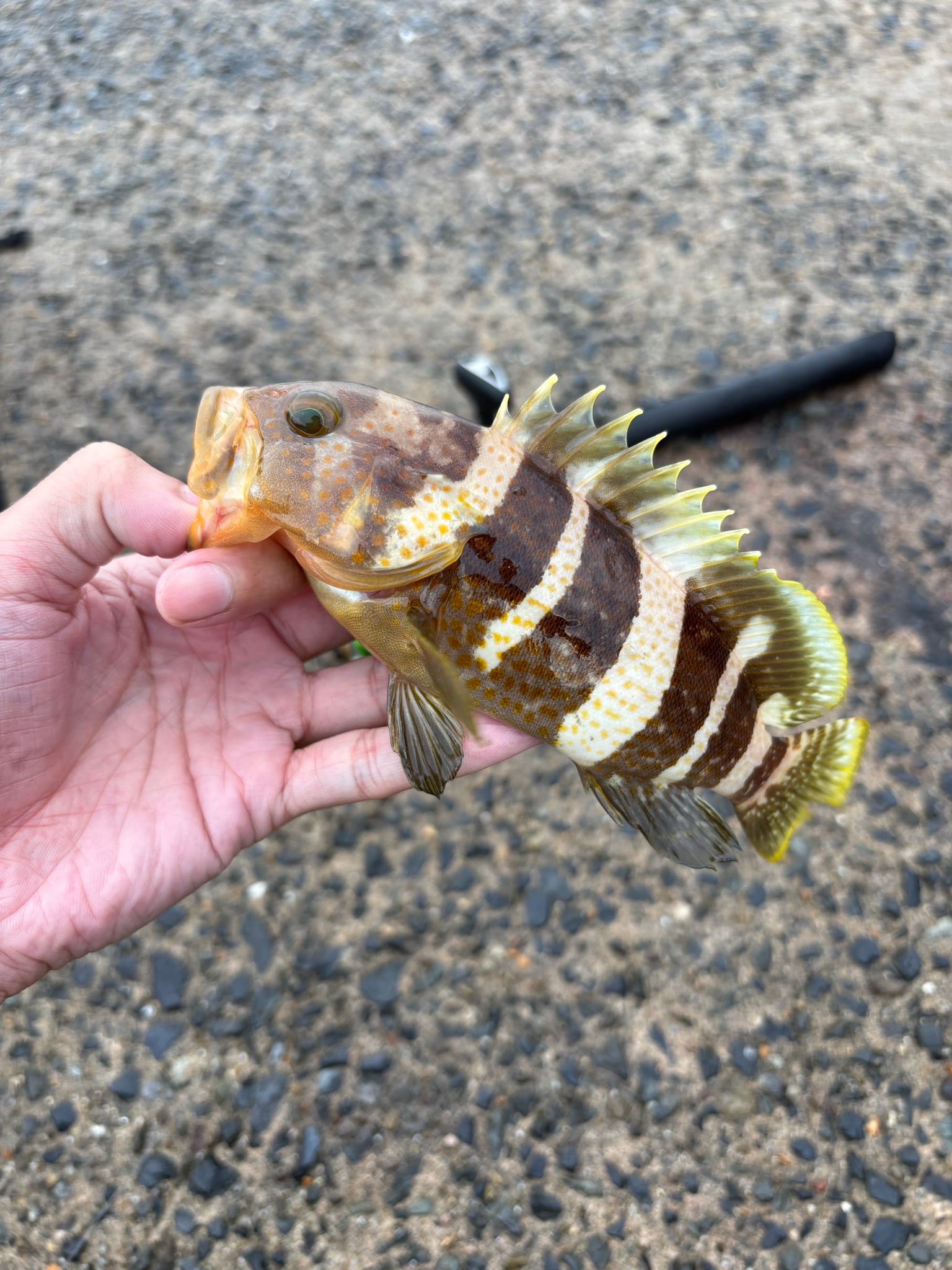 青石斑魚(黃釘) Epinephelus awoara