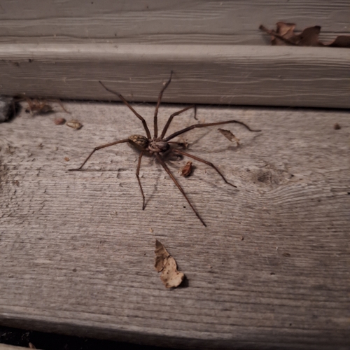 Eratigena