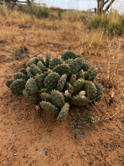 Opuntia aurea, photograph (c) Parker James Lloyd, some rights reserved (CC BY)