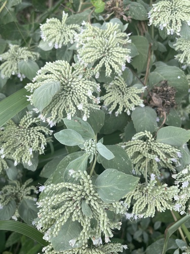 Pycnanthemum curvipes, photograph 4
