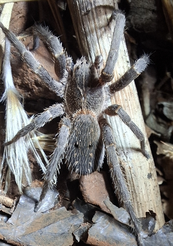 Centroctenus brevipes