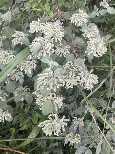 Pycnanthemum curvipes, photograph 3