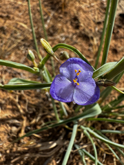 Tradescantia occidentalis, photograph (c) Parker James Lloyd, some rights reserved (CC BY)