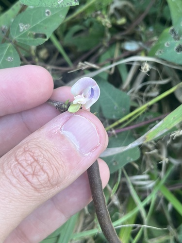 trailing fuzzy-bean