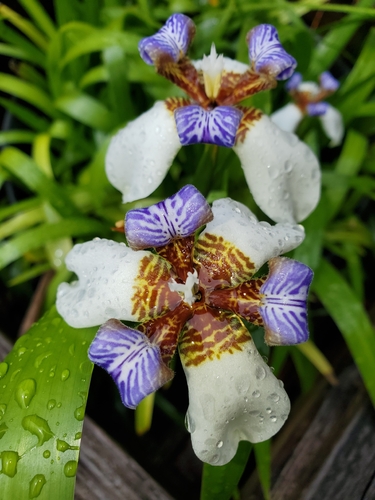 Trimezia candida, 2026-04-13