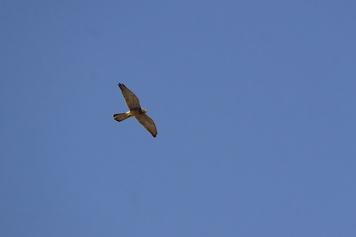Eurasian Kestrel