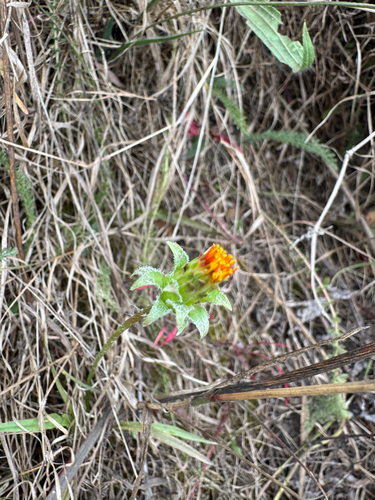 Agoseris grandiflora, 2026-08-28
