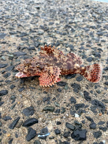 Scorpaenopsis cirrosa observed 2026-08-29