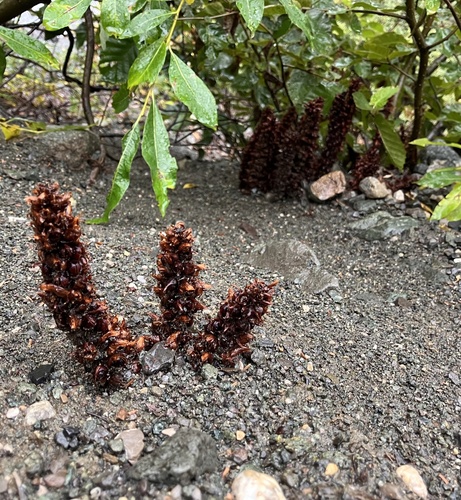 Northern Groundcone