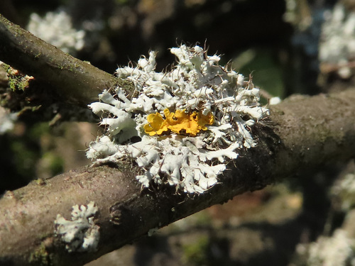 Atkilioji žiauberė nuotrauka