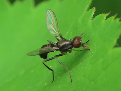 Nemopoda nitidula