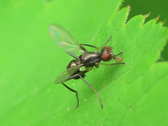 Nemopoda nitidula