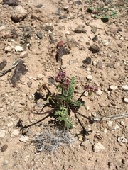 Cymopterus glomeratus