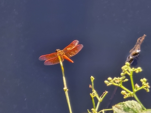 Crimson Marsh Glider