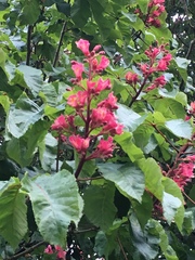 Aesculus × carnea