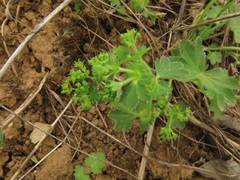 Alchemilla micans