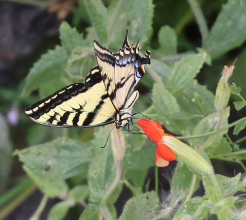 iNaturalist observation photo of Western Tiger Swallowtail