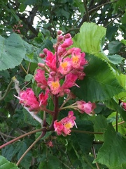 Aesculus × carnea