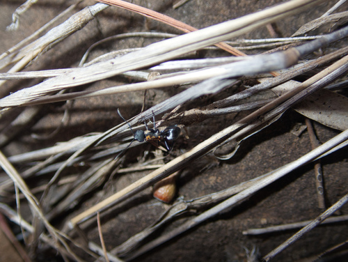 Polyrhachis ornata