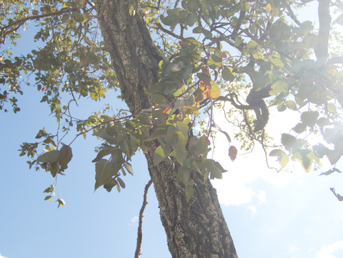 Silver-leaved Ironbark