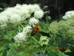 Bombus schrencki