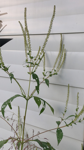 giant ragweed