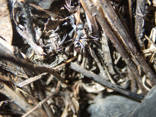 Golden-tailed Sugar Ant