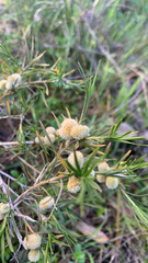 Acanthocarpus preissii, photograph (c) Millie Brady, some rights reserved (CC BY)