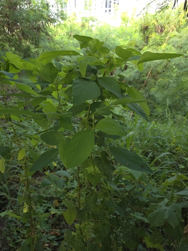 Desmodium tortuosum, photograph 2