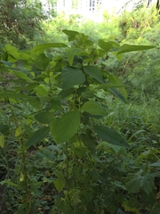 Desmodium tortuosum, photograph (c) Yu-Huang Wang, some rights reserved (CC BY)