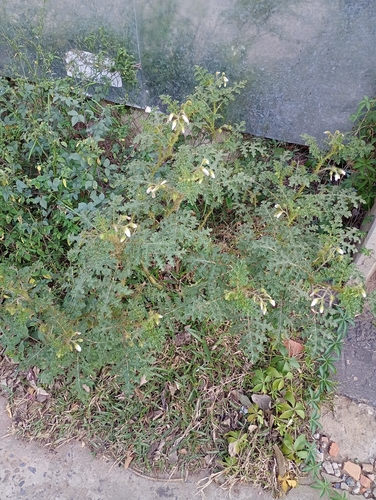 Solanum sisymbriifolium, photograph 4