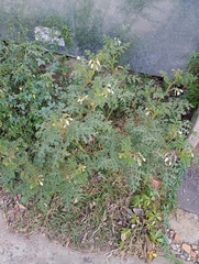 Solanum sisymbriifolium, photograph (c) Pier Luiggi Maquilón, some rights reserved (CC BY)