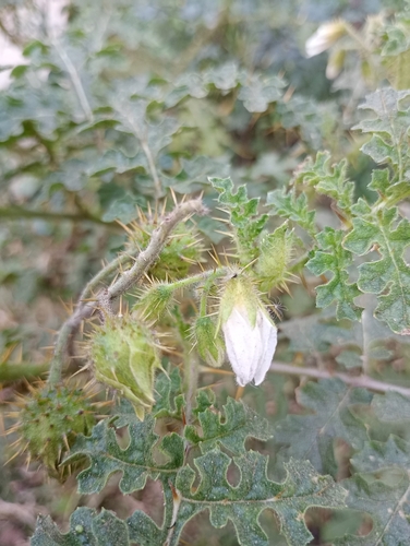 Solanum sisymbriifolium, photograph 5