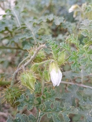 Solanum sisymbriifolium, photograph (c) Pier Luiggi Maquilón, some rights reserved (CC BY)