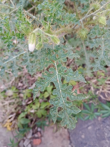 Solanum sisymbriifolium, photograph 6