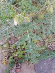 Solanum sisymbriifolium, photograph (c) Pier Luiggi Maquilón, some rights reserved (CC BY)