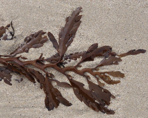 Cystophora platylobium observed 2026-08-28