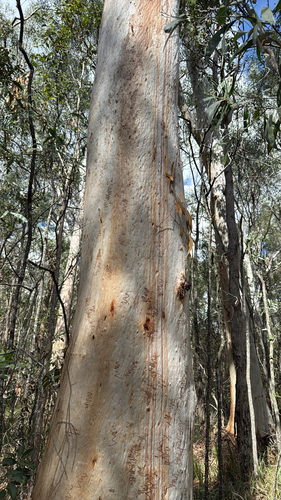 Northern Scribbly Gum