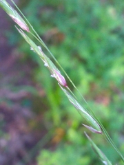 Melica subulata