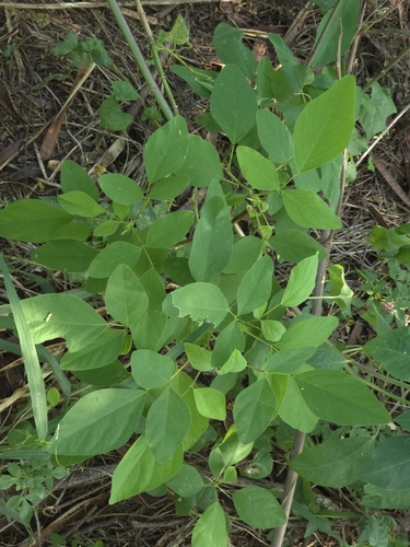 Desmodium tortuosum