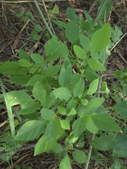 Desmodium tortuosum