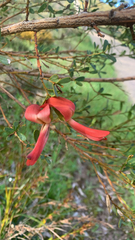 Templetonia retusa, photograph (c) Millie Brady, some rights reserved (CC BY)