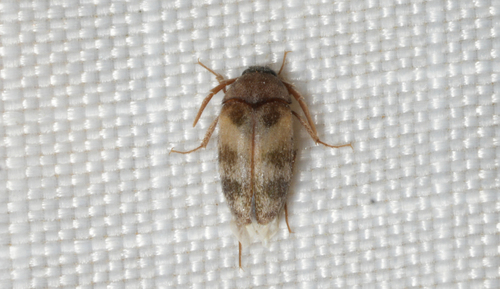 Novelsis picta
