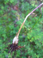 Melica subulata