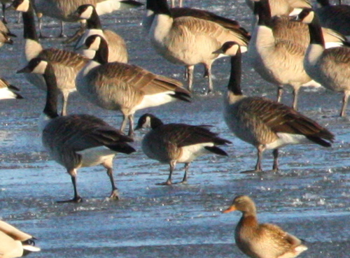 Branta hutchinsii