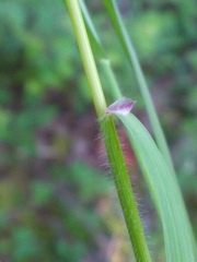 Melica subulata